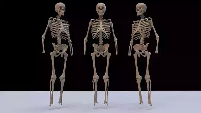 Skeleton 3d model two skeletons 3D model