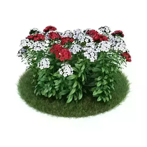 White And Red Flowers