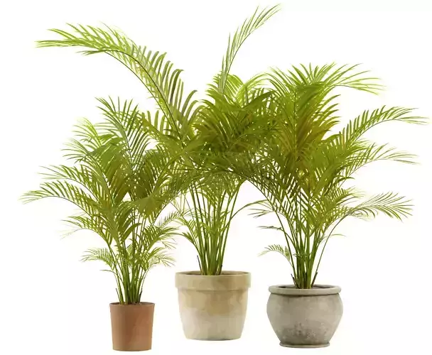 Areca Palm