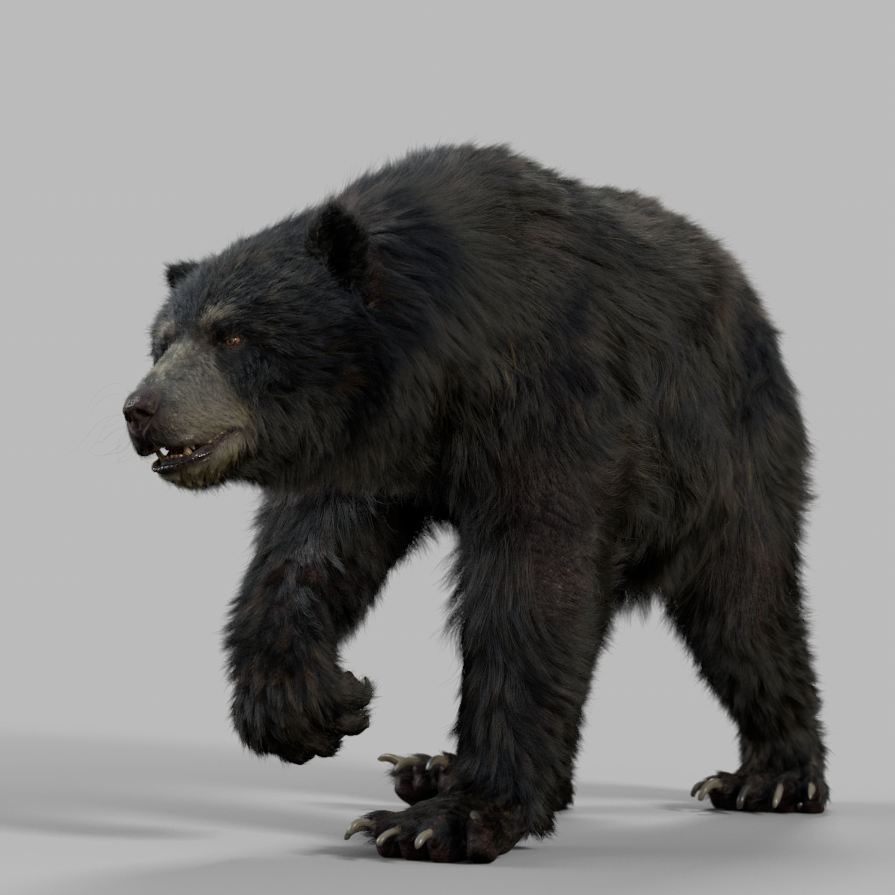 black bear RIGGED 3D model_18