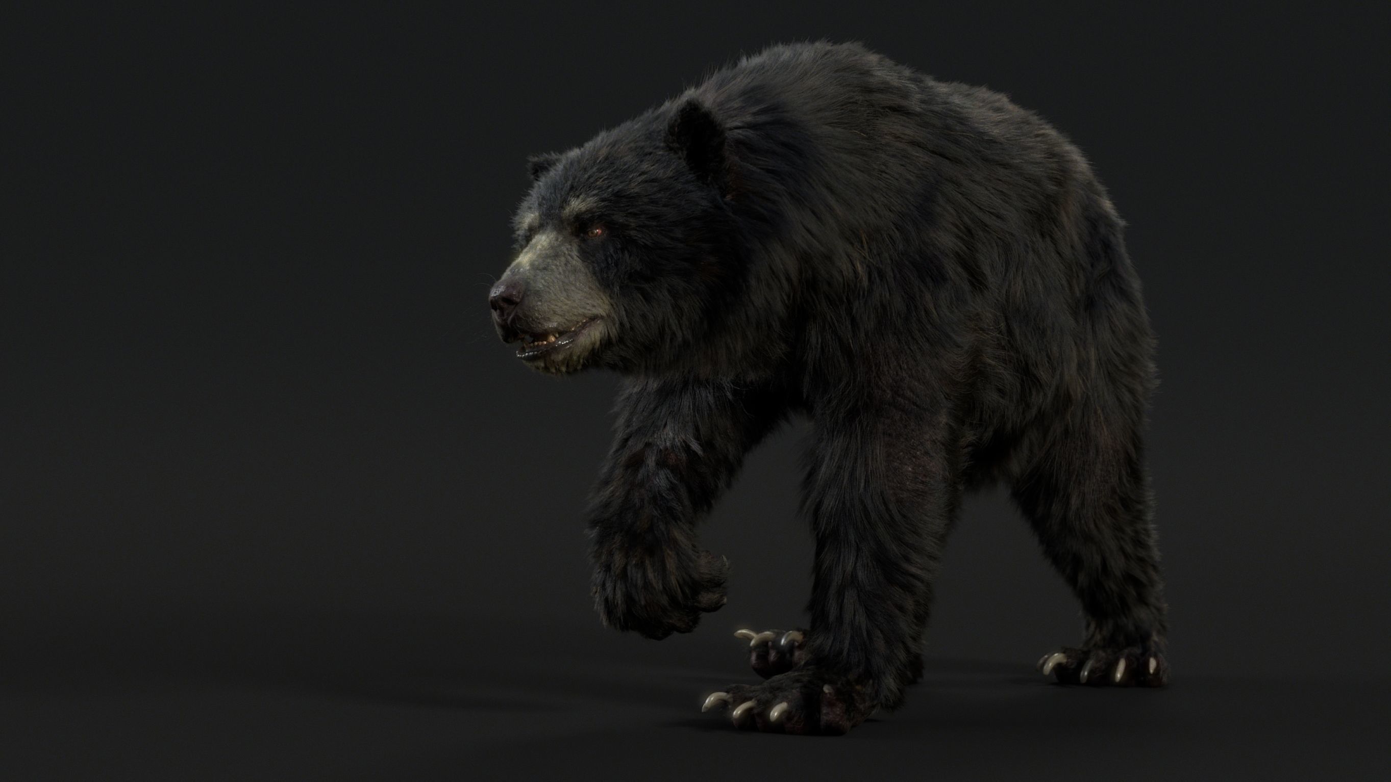 black bear RIGGED 3D model_4