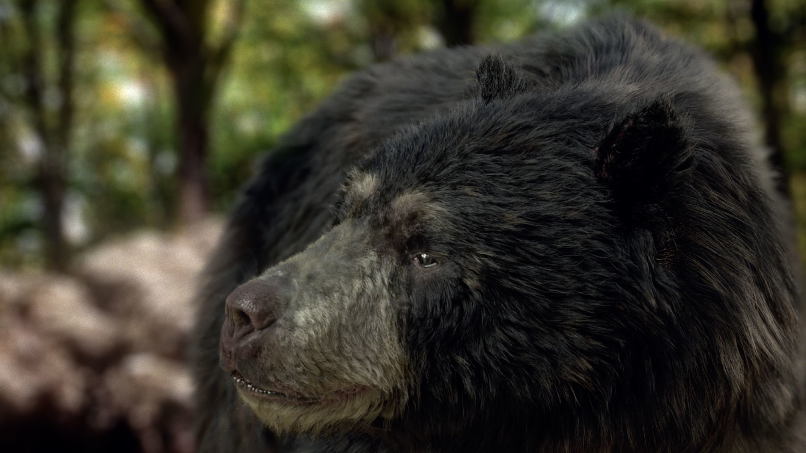 black bear RIGGED 3D model_3