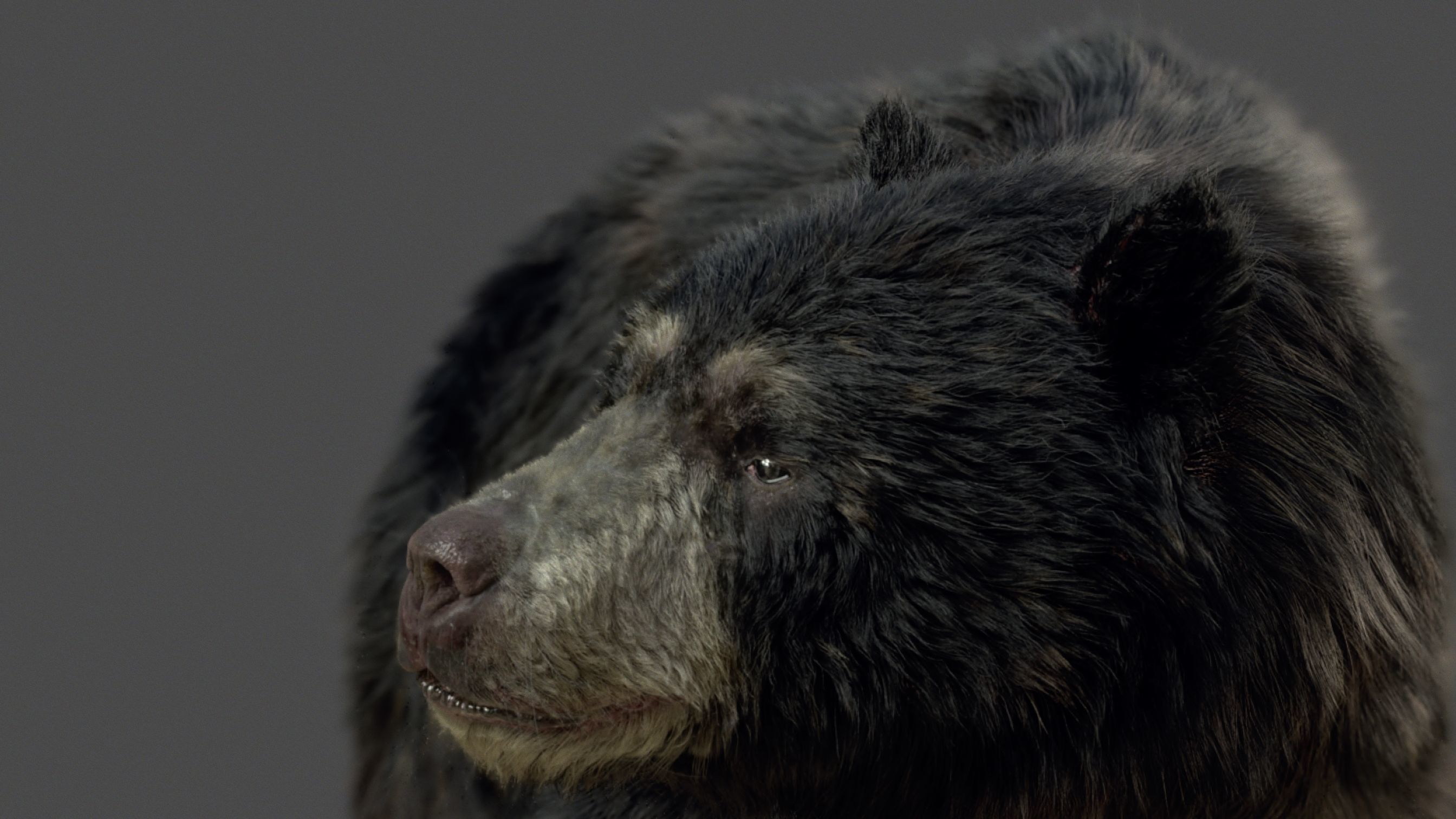 black bear RIGGED 3D model_17