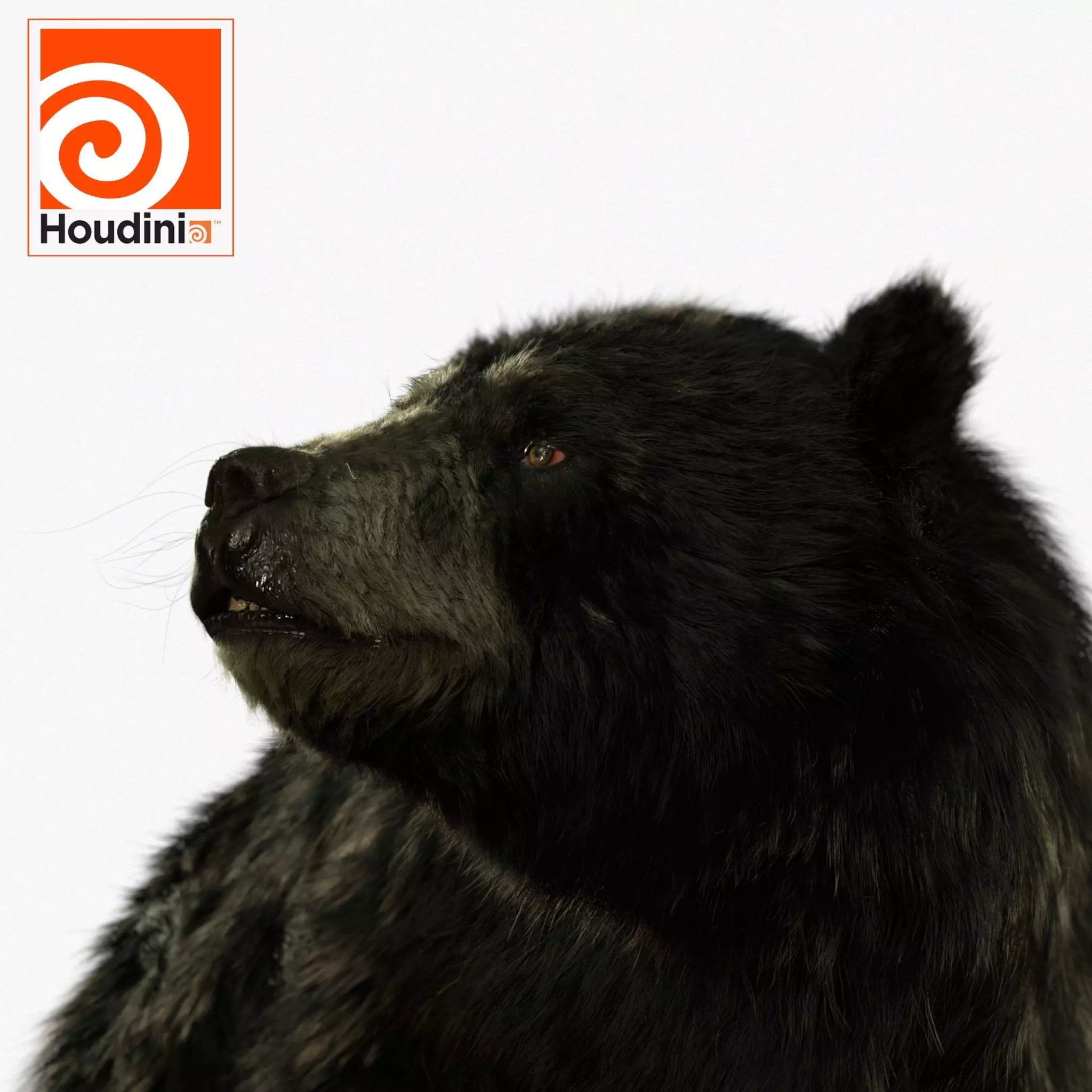 black bear RIGGED 3D model_0