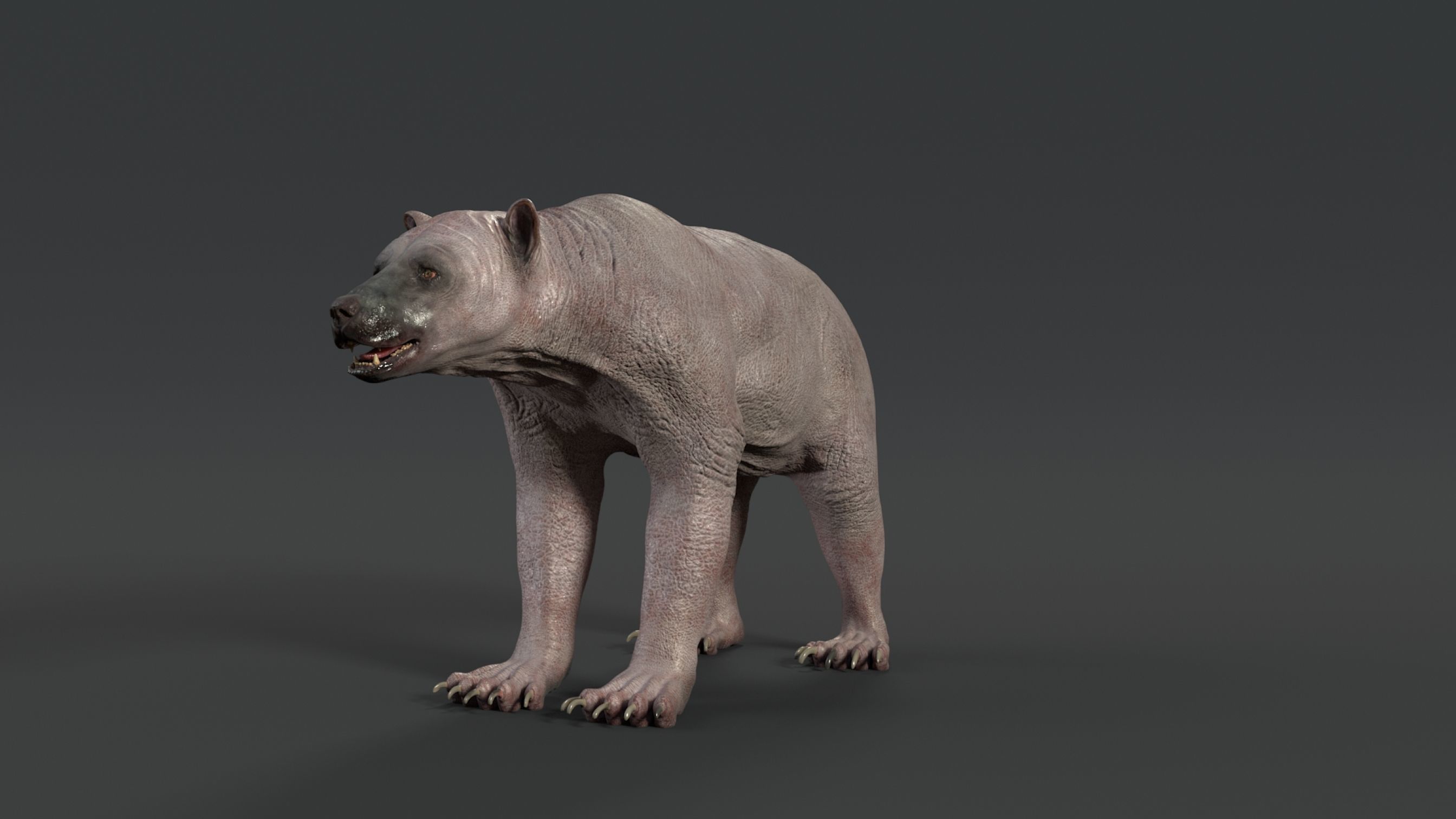 black bear RIGGED 3D model_19