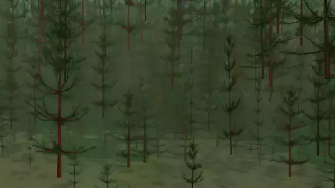 forest pine trees in