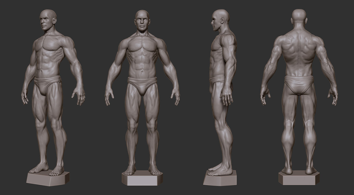 Male Anatomy Sculpture 3D print model_1