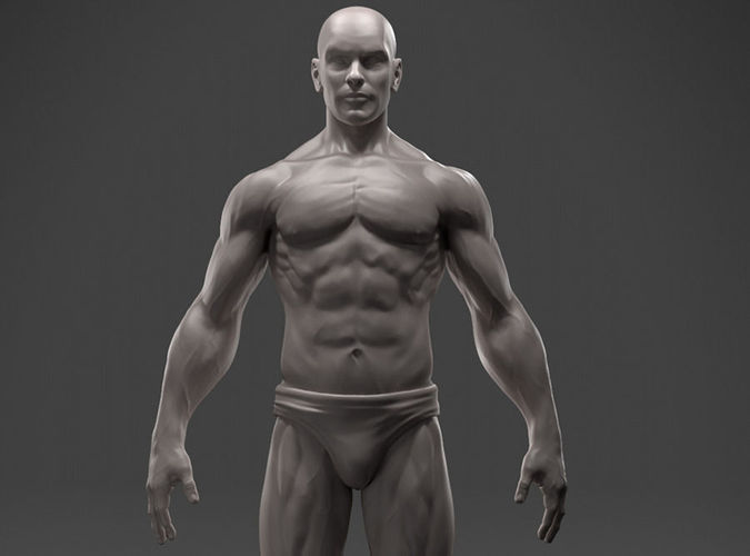 Male Anatomy Sculpture 3D print model