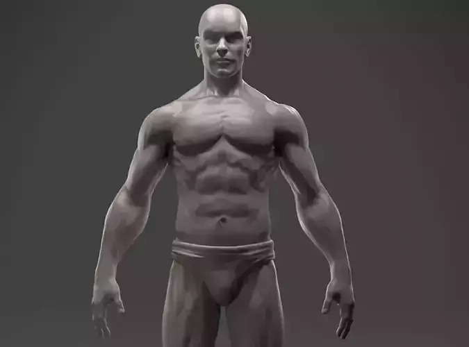 Male Anatomy Sculpture 3D print model