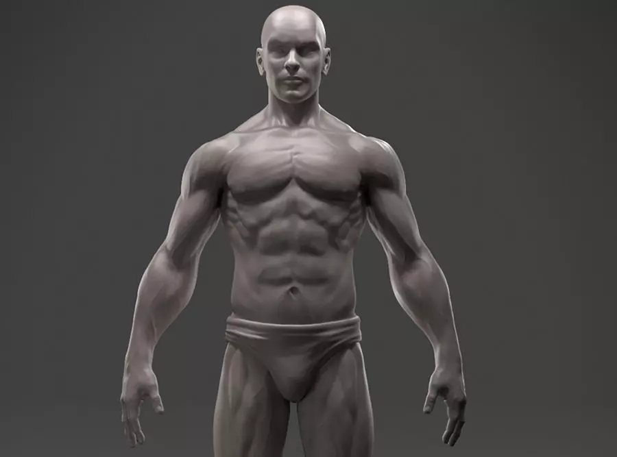 Male Anatomy Sculpture 3D print model_0