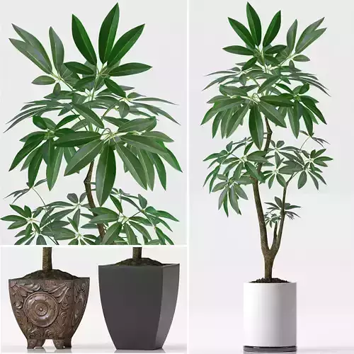 PLANTS EVA PACHIRA AQUATICA 3D model