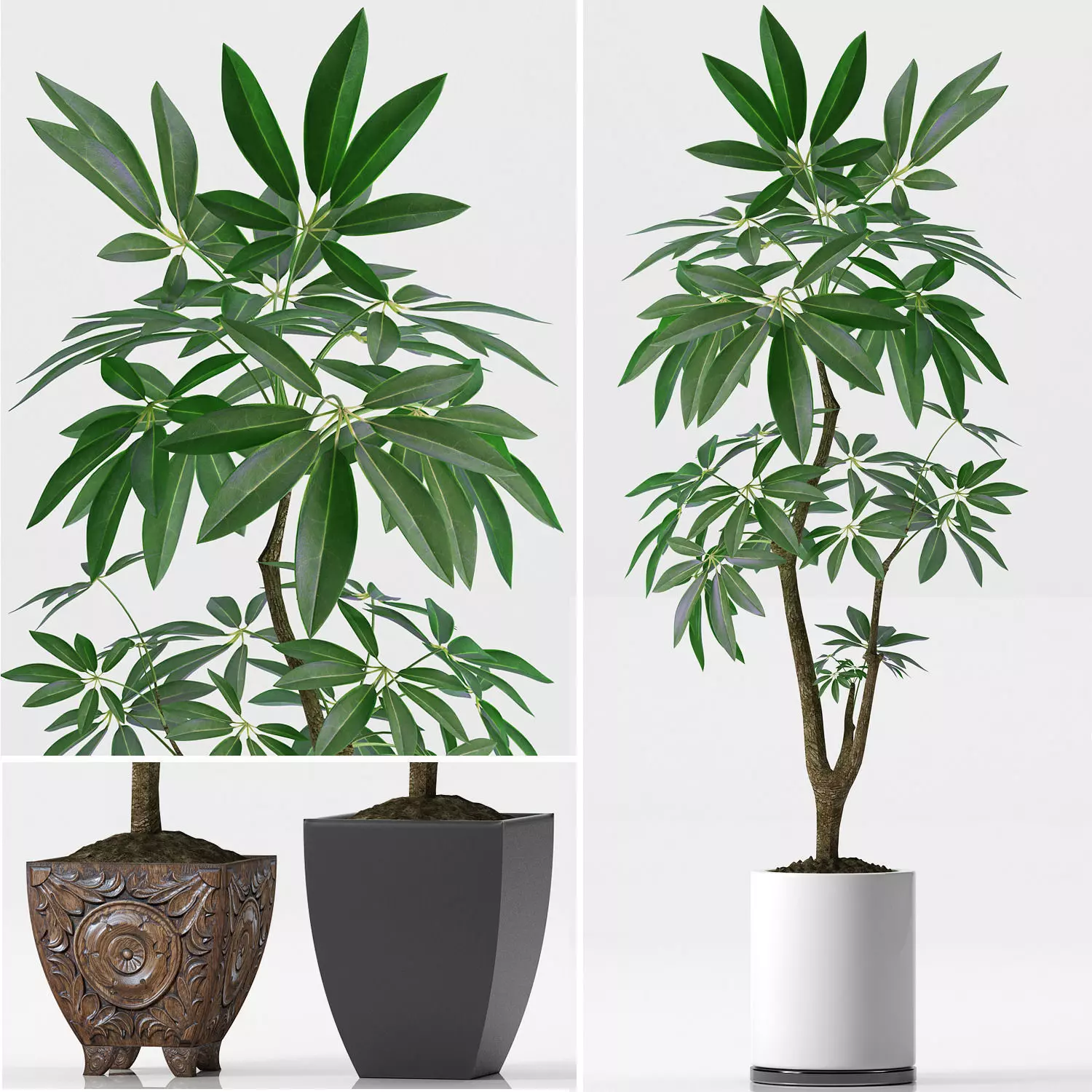 PLANTS EVA PACHIRA AQUATICA 3D model_0