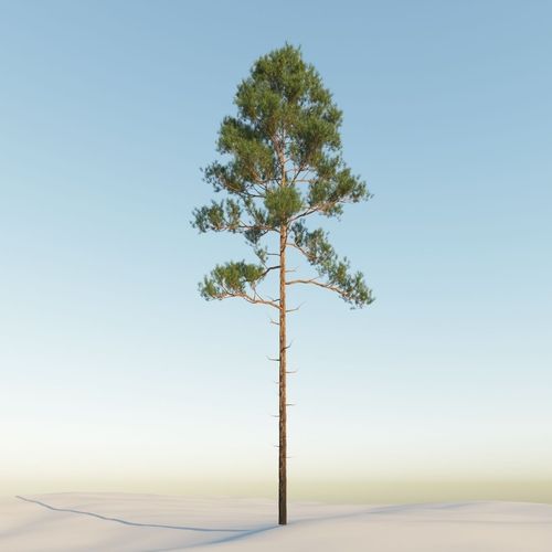Scot pine 15m tall  Pinus sylvestris 3D model