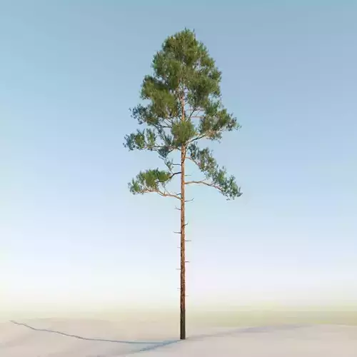 Scot pine 15m tall  Pinus sylvestris 3D model
