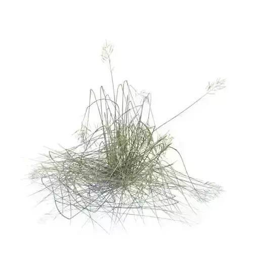 Dry Bent Broken Grass