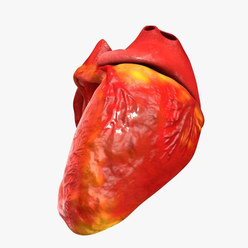 Animated Realistic Human Heart - Medically Accurate Low-poly 3D model_35