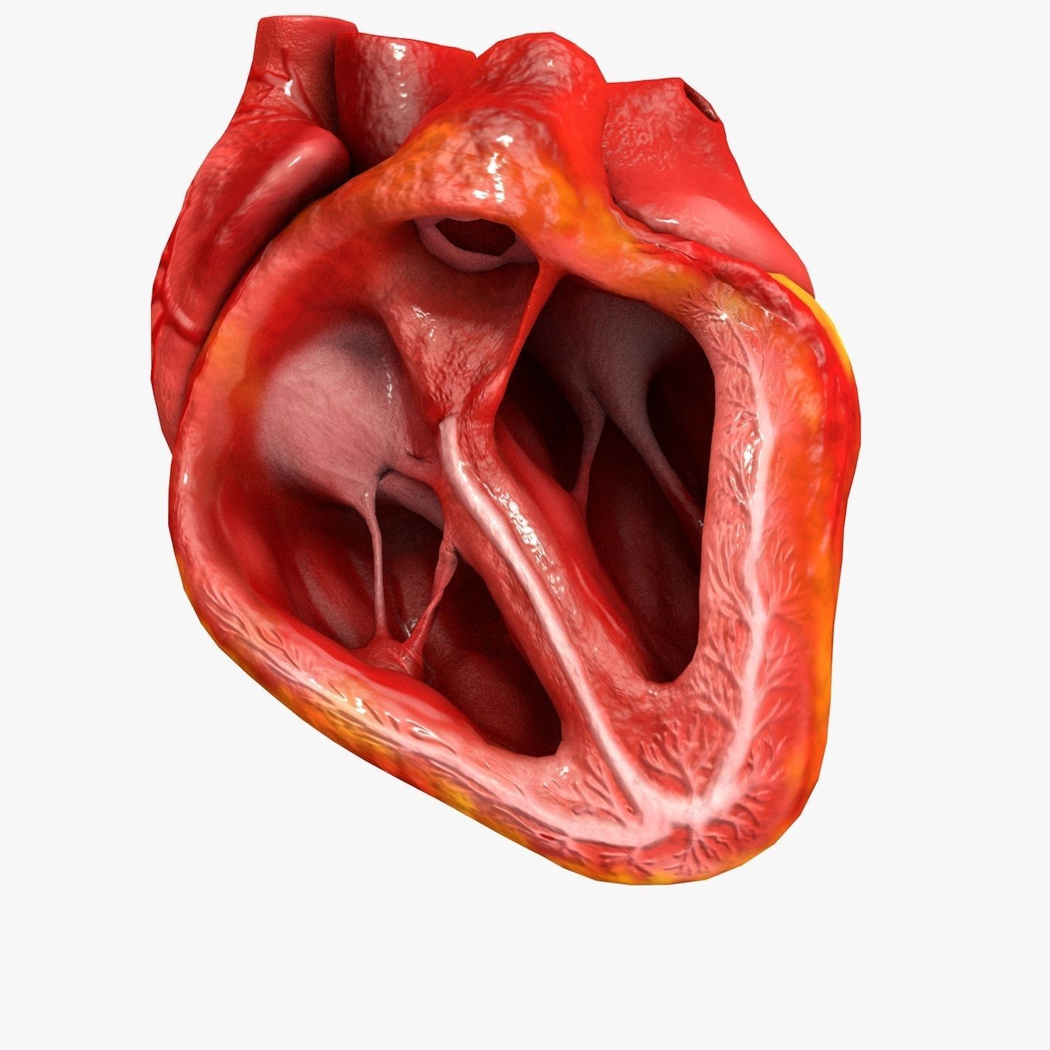 Animated Realistic Human Heart - Medically Accurate Low-poly 3D model_54