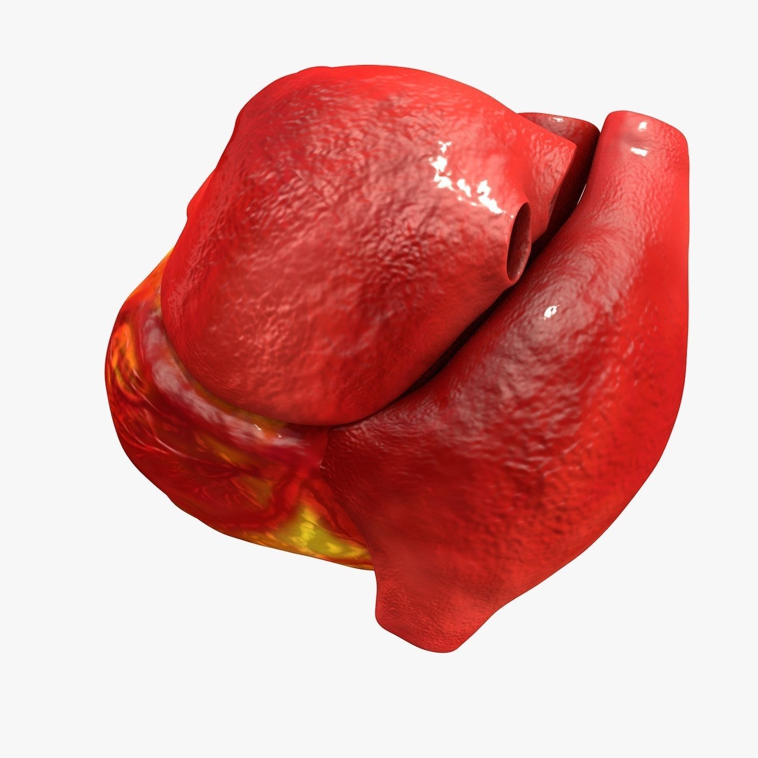 Animated Realistic Human Heart - Medically Accurate Low-poly 3D model_25