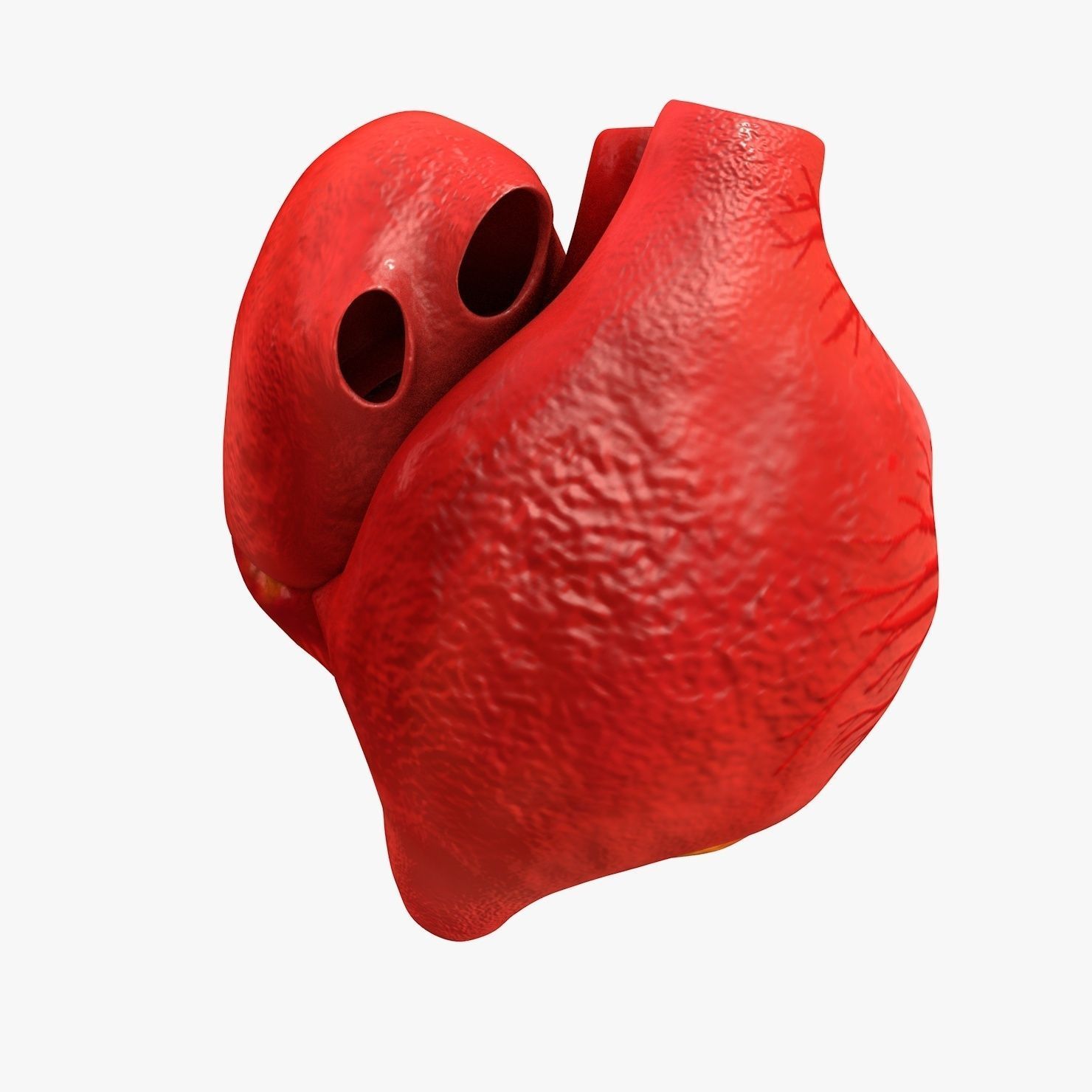 Animated Realistic Human Heart - Medically Accurate Low-poly 3D model_17