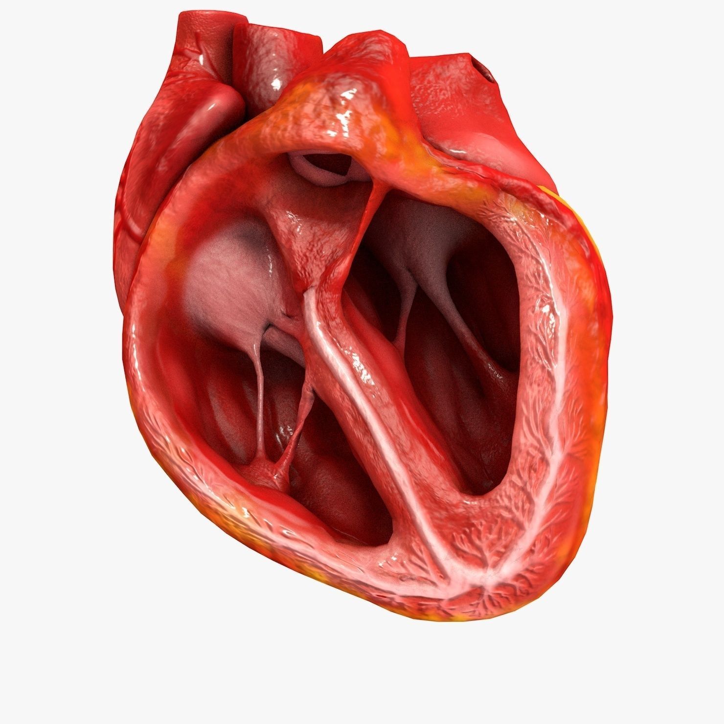 Animated Realistic Human Heart - Medically Accurate Low-poly 3D model_51