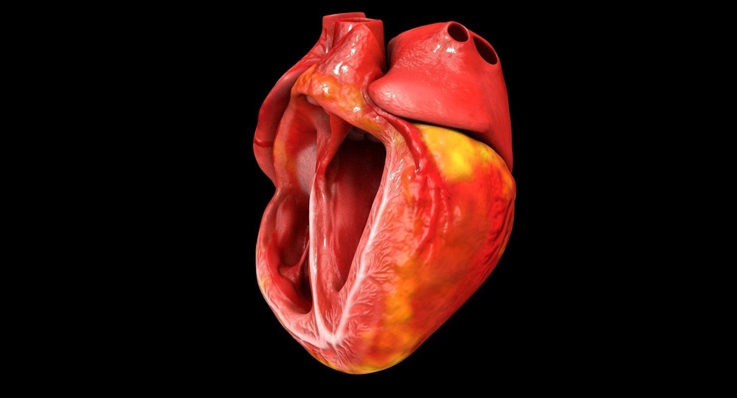 Animated Realistic Human Heart - Medically Accurate Low-poly 3D model_4