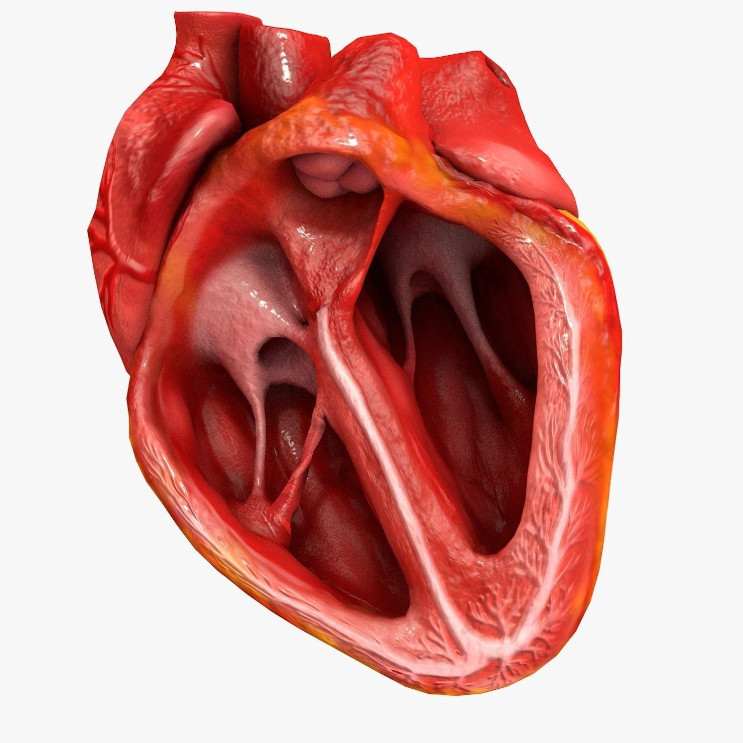 Animated Realistic Human Heart - Medically Accurate Low-poly 3D model_62