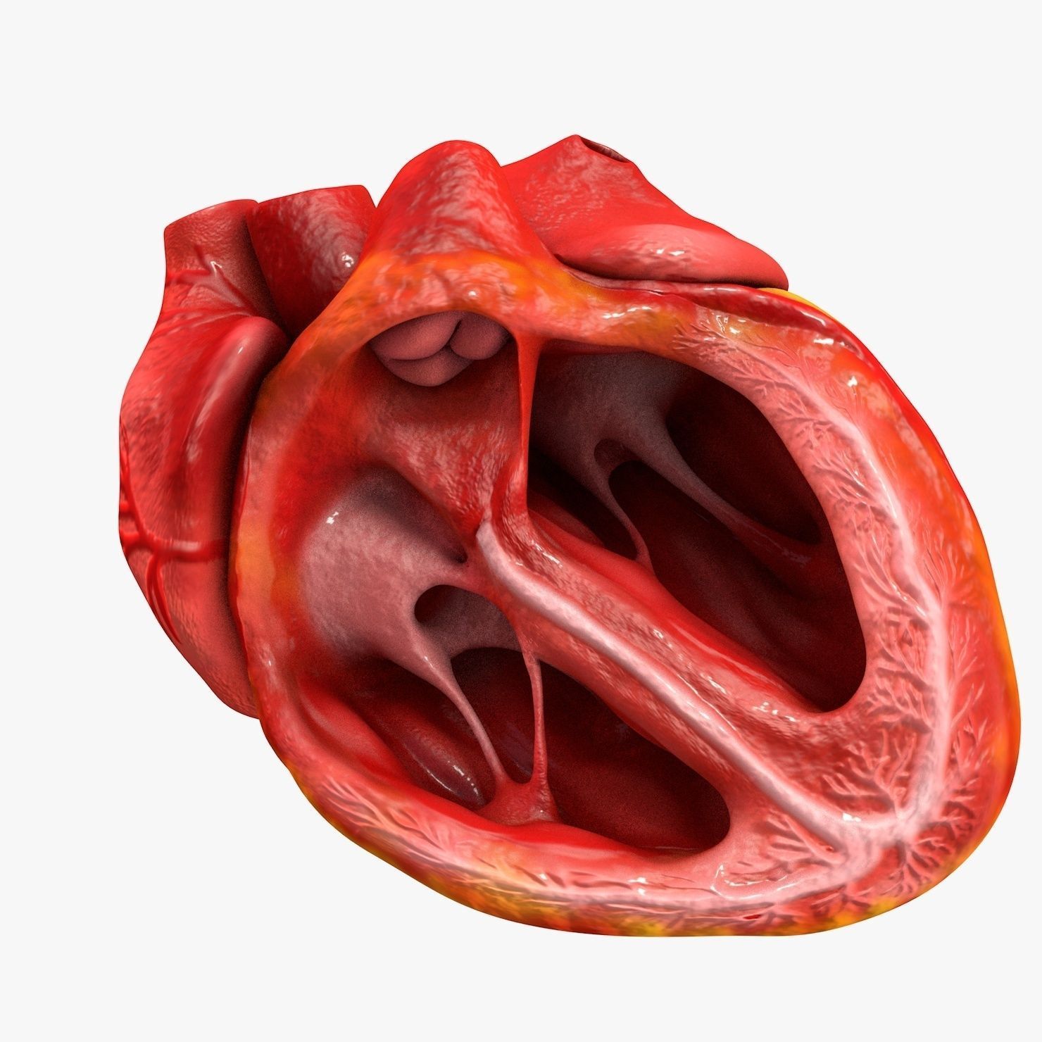 Animated Realistic Human Heart - Medically Accurate Low-poly 3D model_43