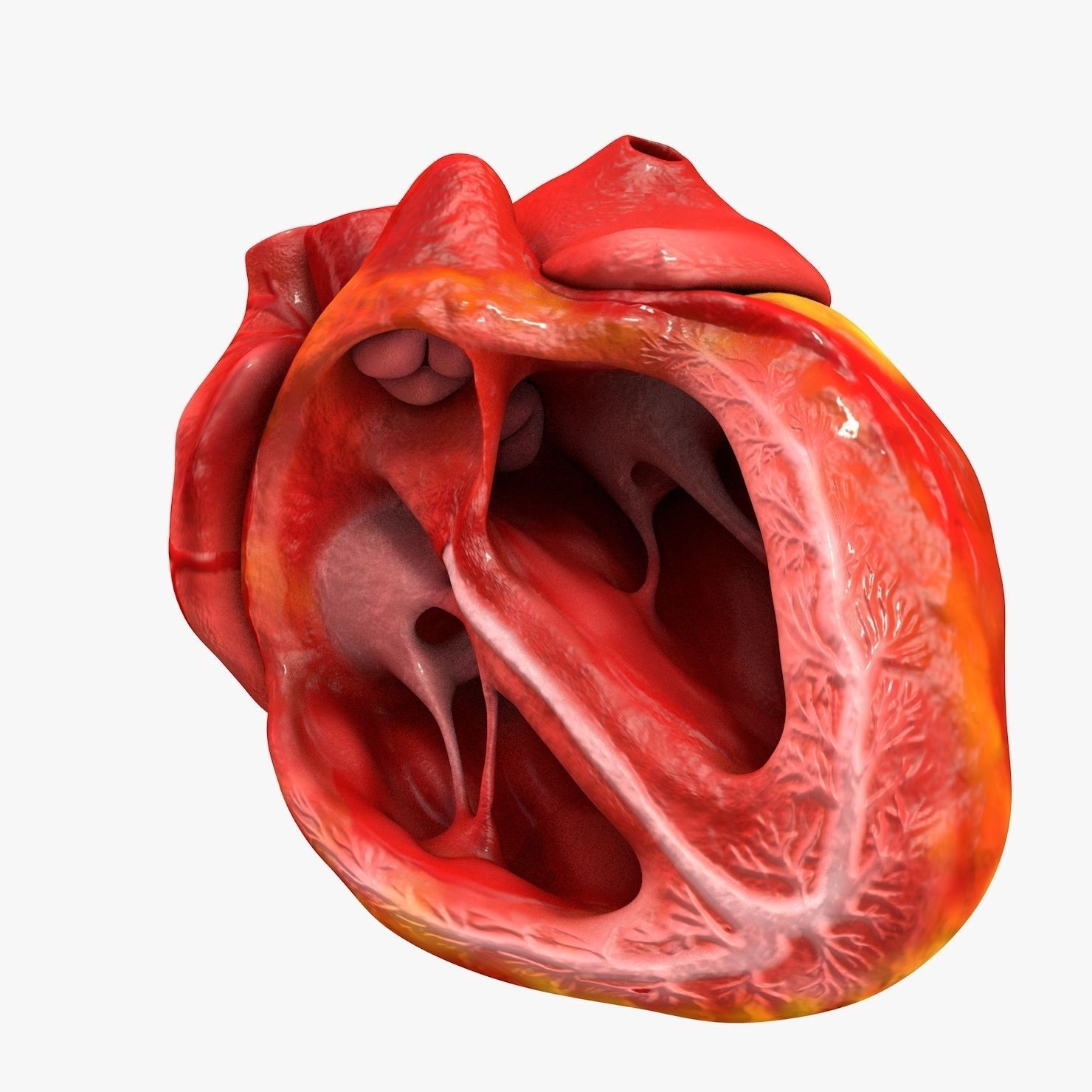 Animated Realistic Human Heart - Medically Accurate Low-poly 3D model_40