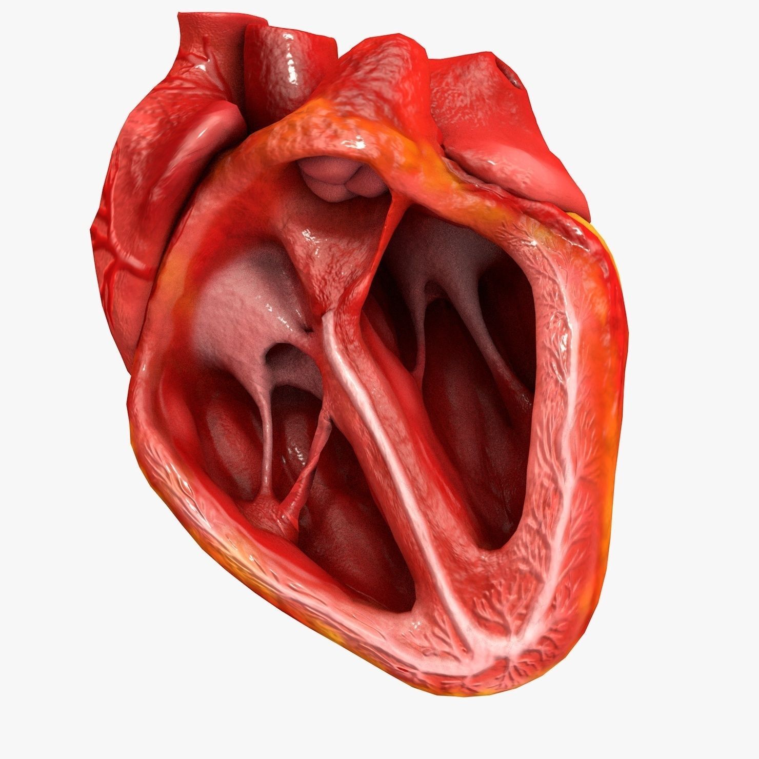 Animated Realistic Human Heart - Medically Accurate Low-poly 3D model_56