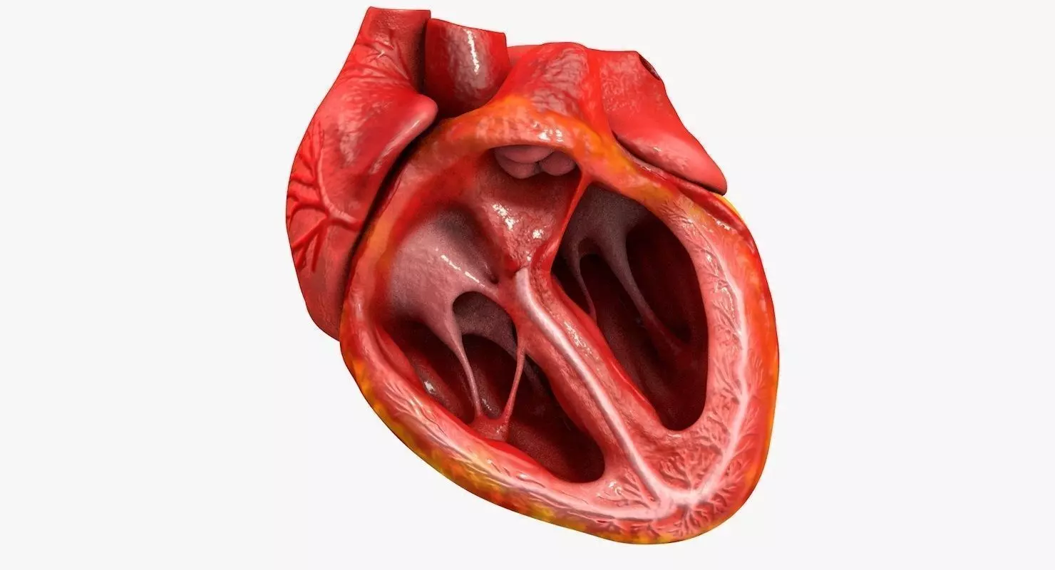 Animated Realistic Human Heart - Medically Accurate Low-poly 3D model_0