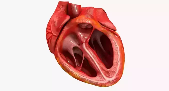 Animated Realistic Human Heart - Medically Accurate Low-poly 3D model