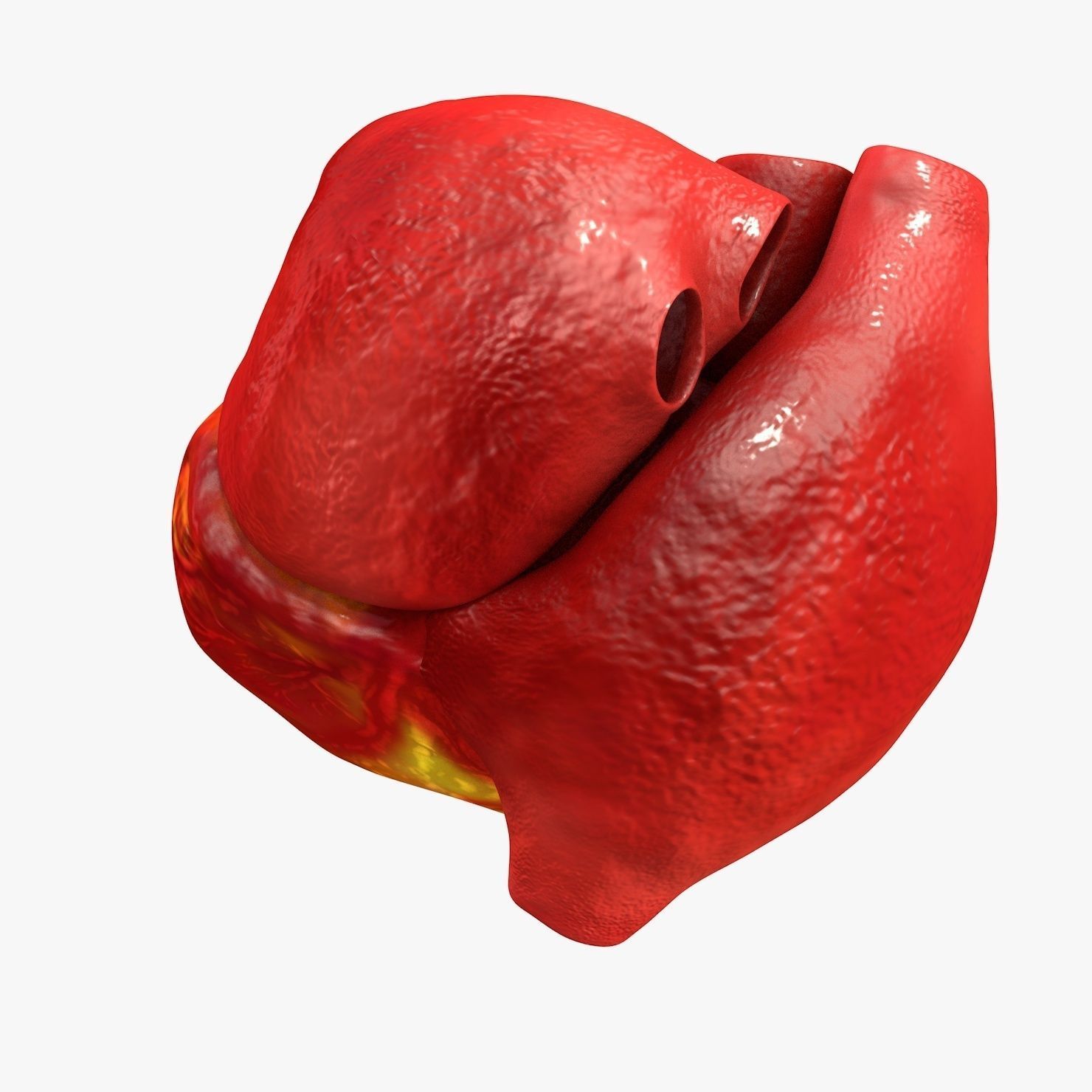 Animated Realistic Human Heart - Medically Accurate Low-poly 3D model_21