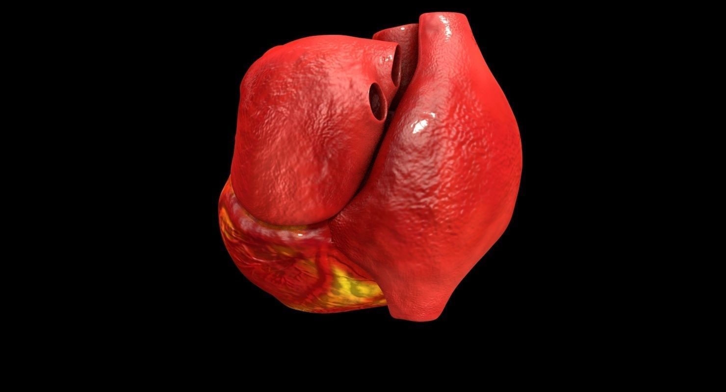 Animated Realistic Human Heart - Medically Accurate Low-poly 3D model_5