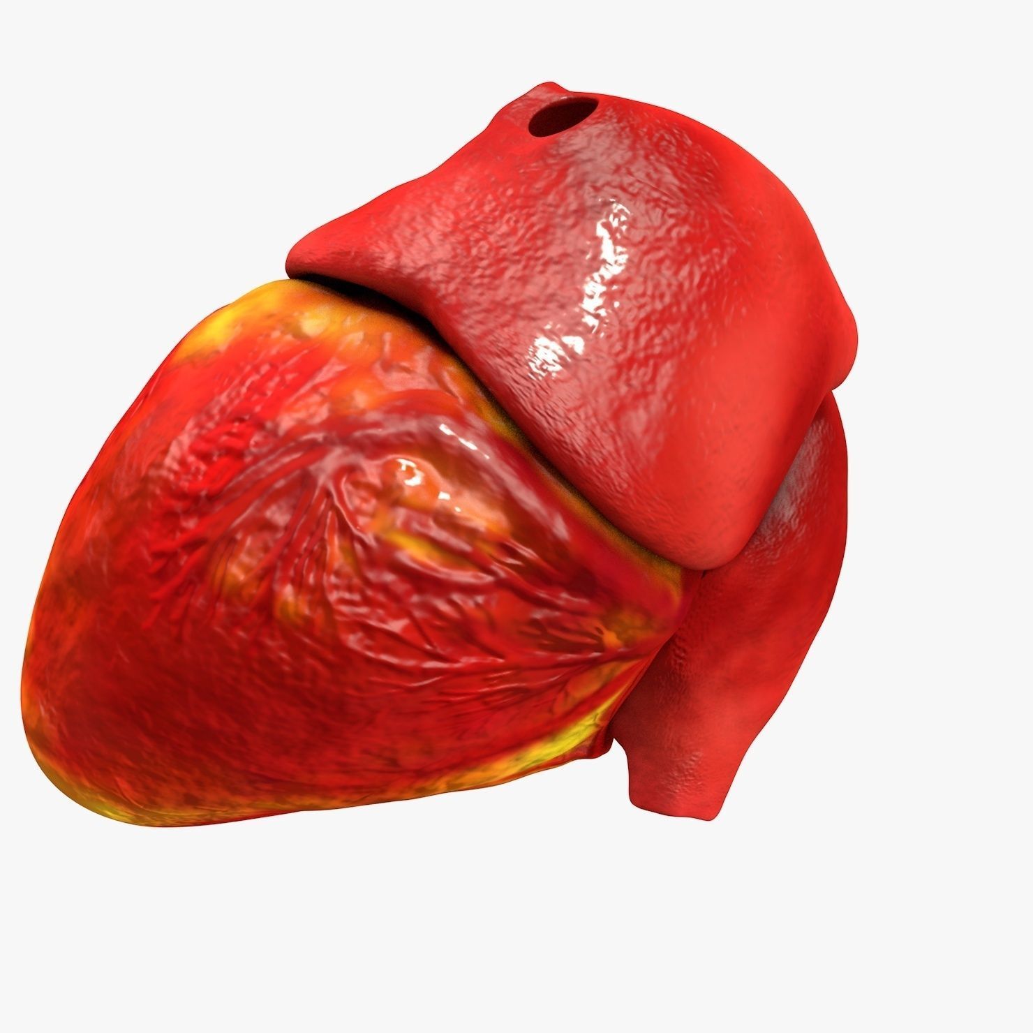 Animated Realistic Human Heart - Medically Accurate Low-poly 3D model_28