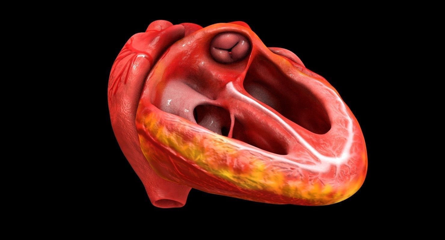 Animated Realistic Human Heart - Medically Accurate Low-poly 3D model_7