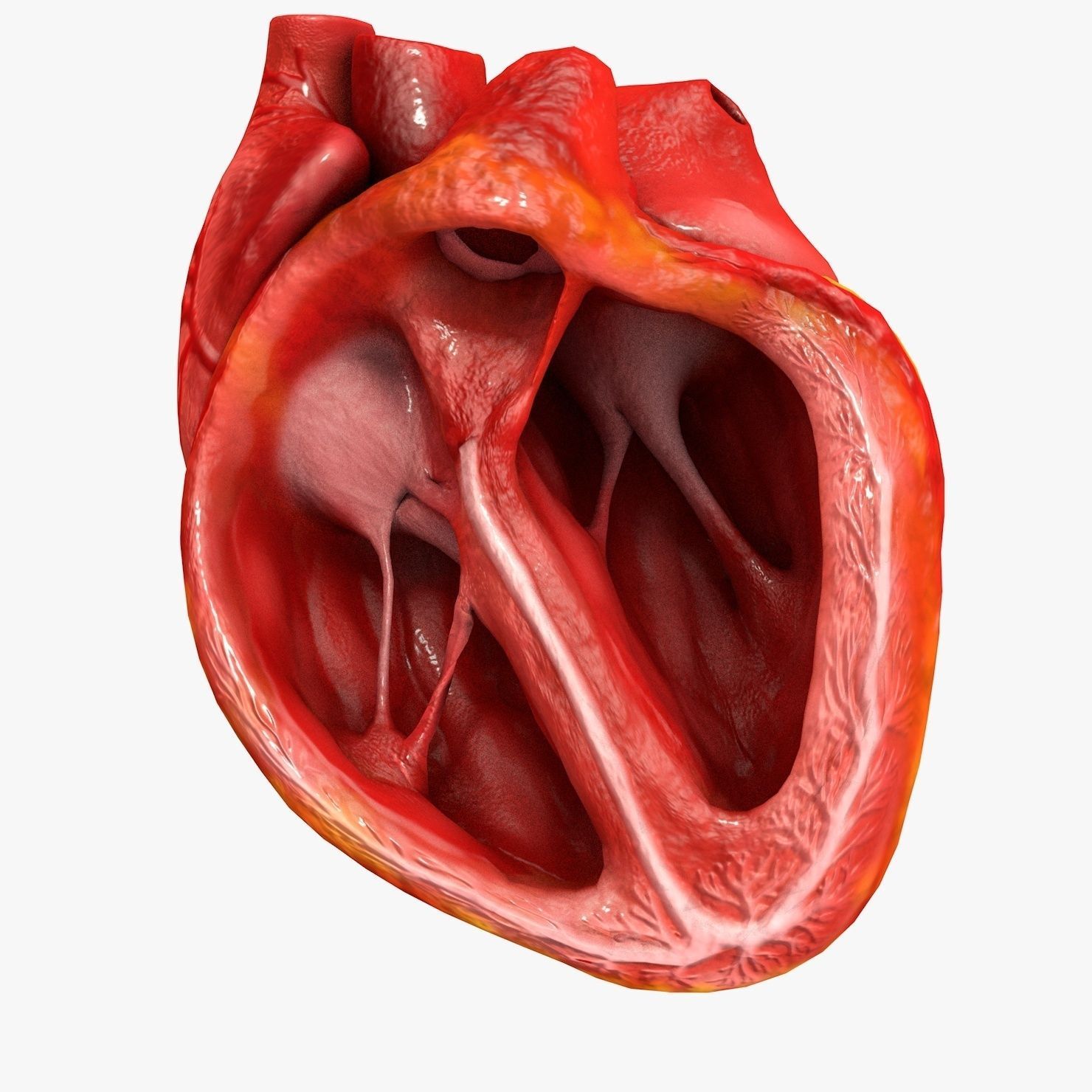 Animated Realistic Human Heart - Medically Accurate Low-poly 3D model_45