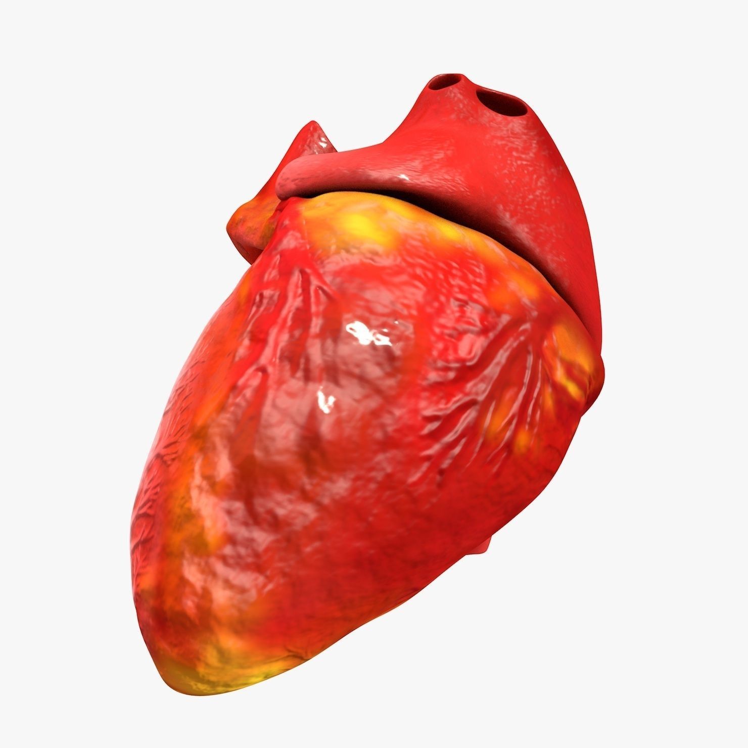 Animated Realistic Human Heart - Medically Accurate Low-poly 3D model_32