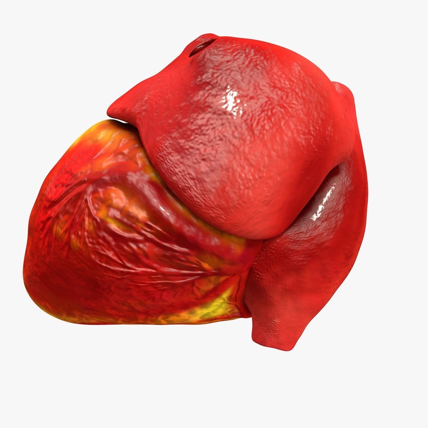 Animated Realistic Human Heart - Medically Accurate Low-poly 3D model_27