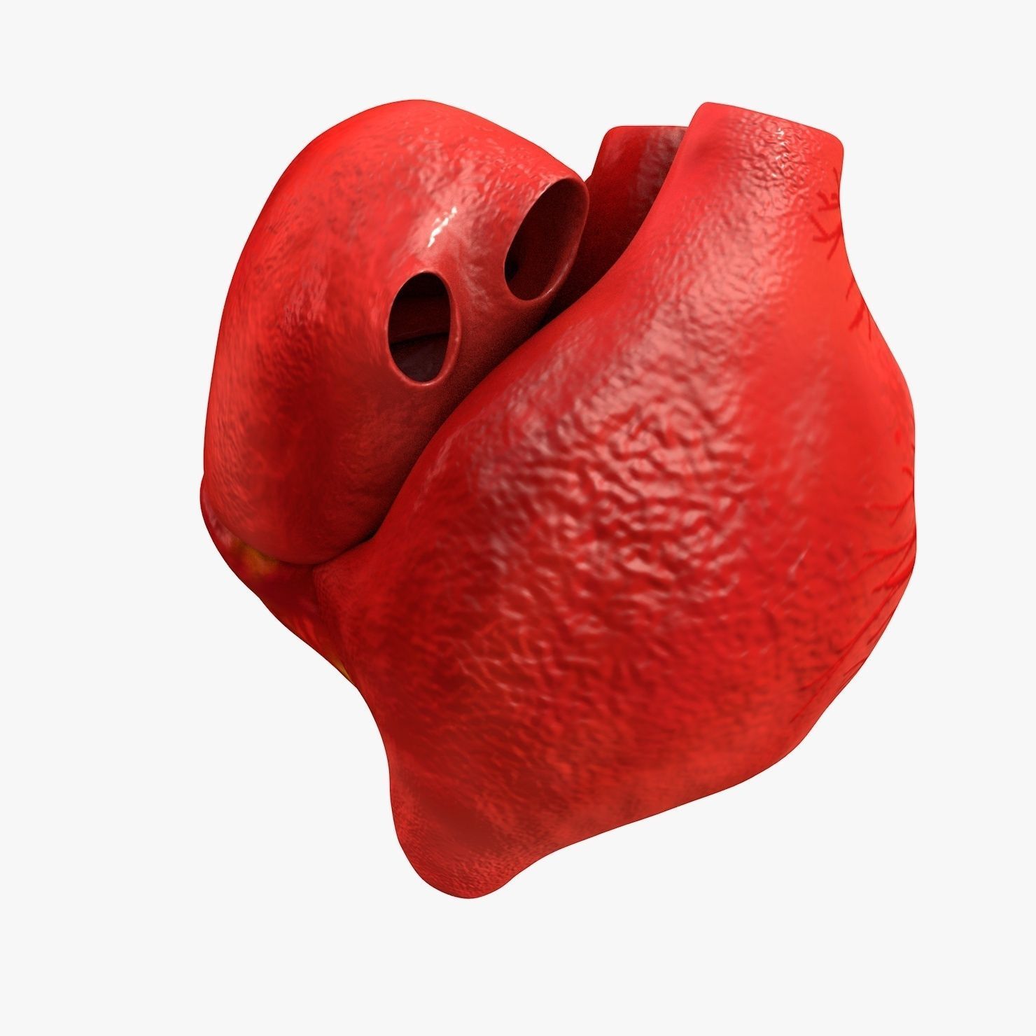 Animated Realistic Human Heart - Medically Accurate Low-poly 3D model_20