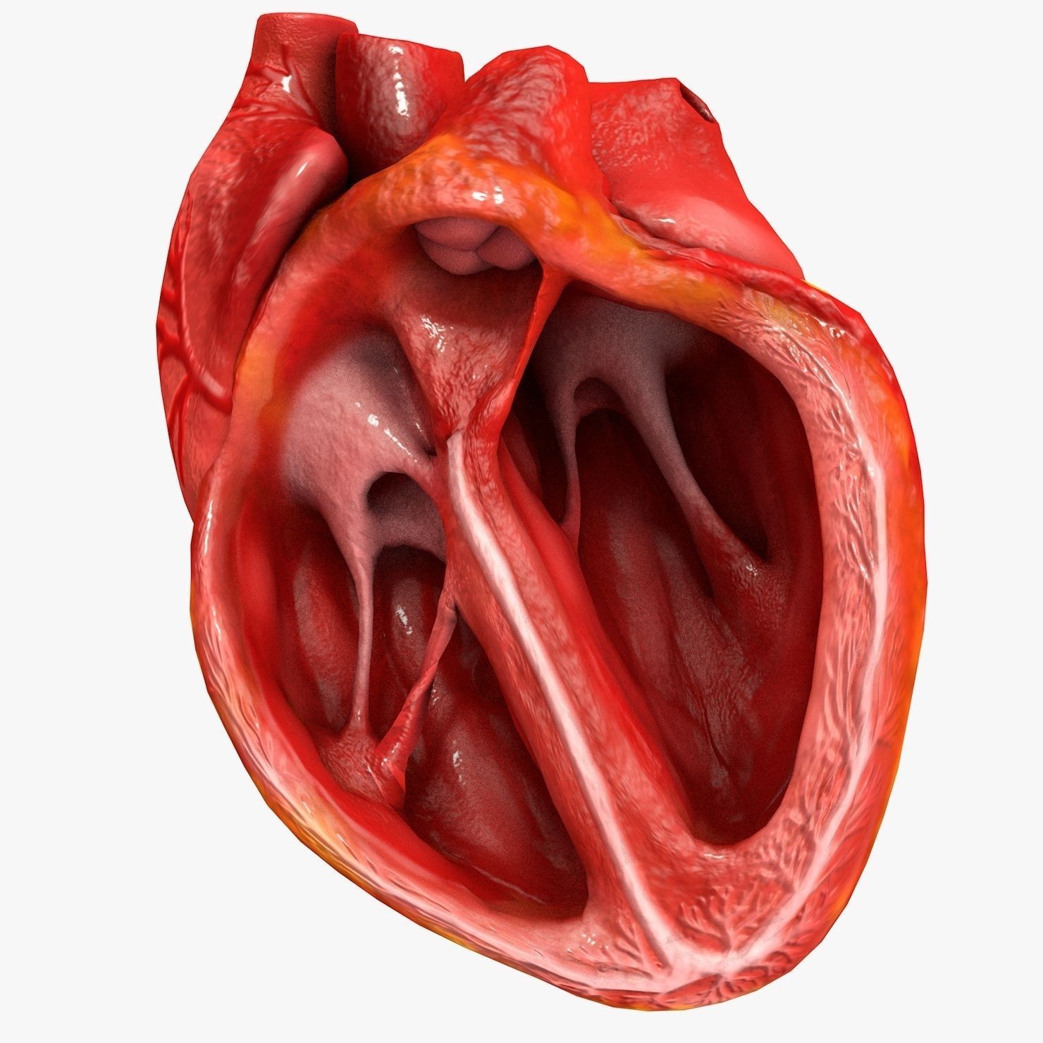 Animated Realistic Human Heart - Medically Accurate Low-poly 3D model_46