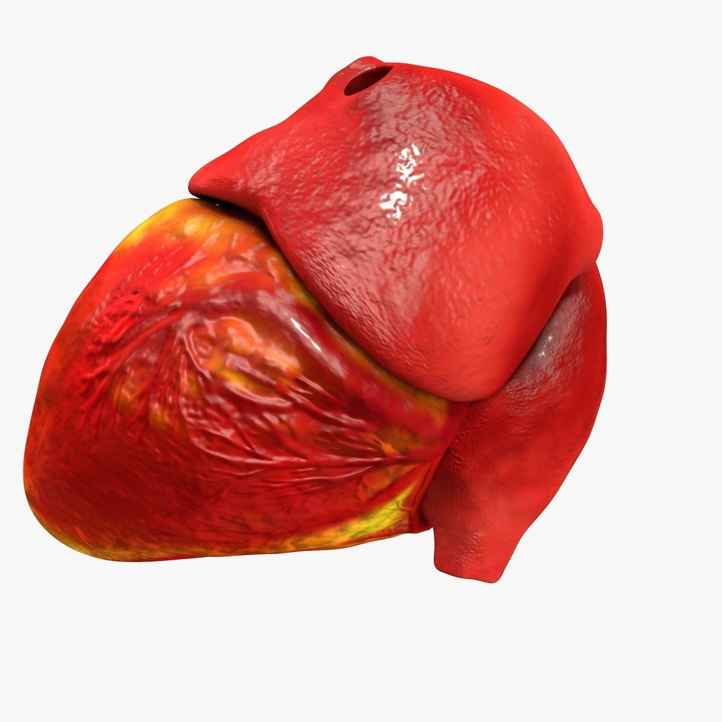 Animated Realistic Human Heart - Medically Accurate Low-poly 3D model_30