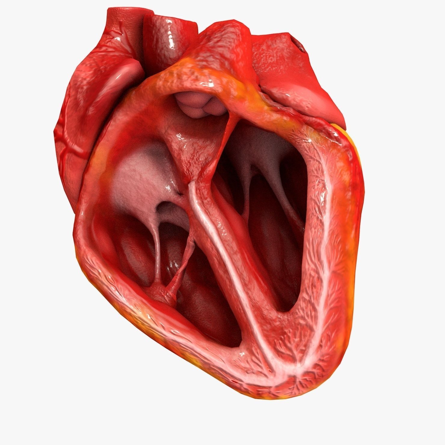 Animated Realistic Human Heart - Medically Accurate Low-poly 3D model_58