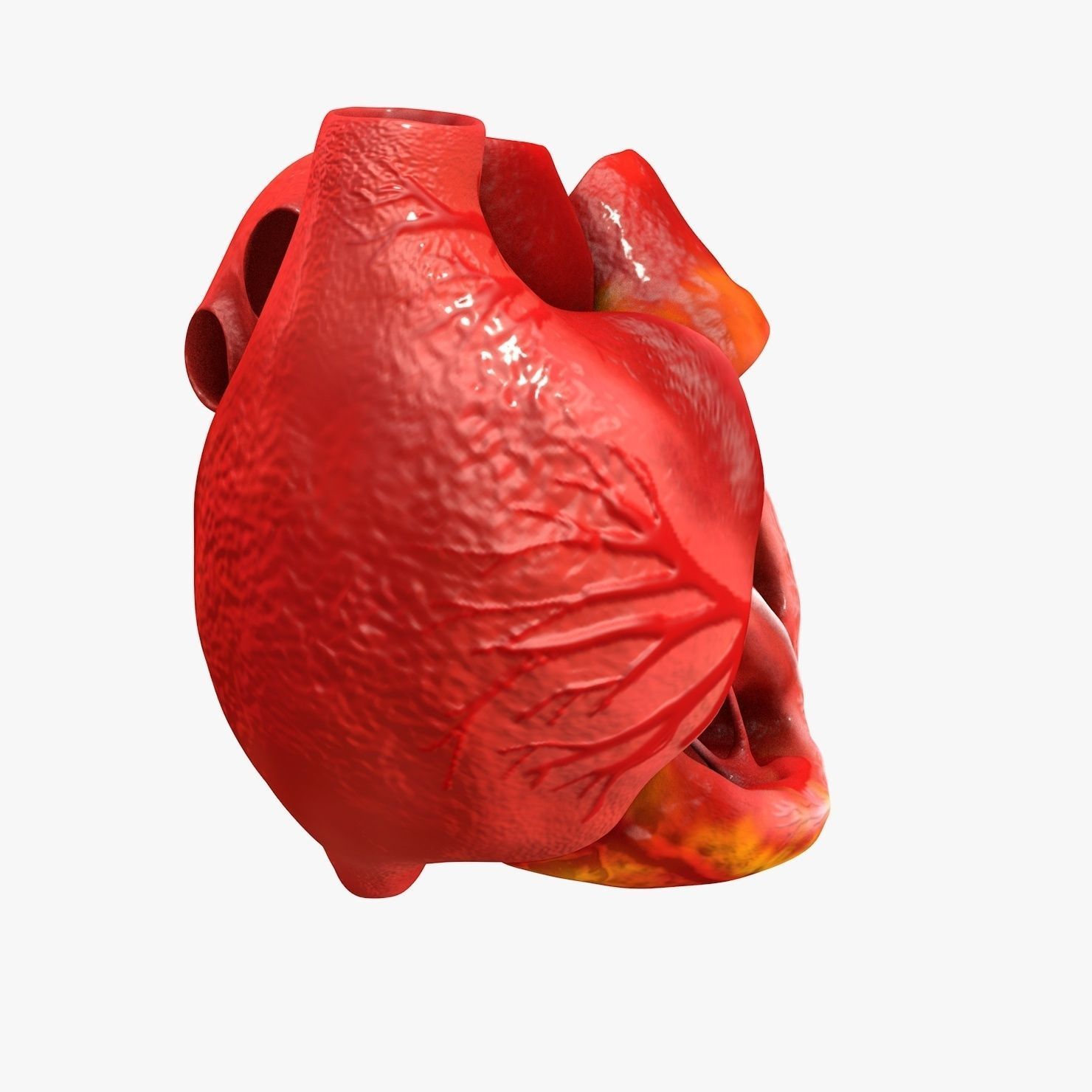 Animated Realistic Human Heart - Medically Accurate Low-poly 3D model_10