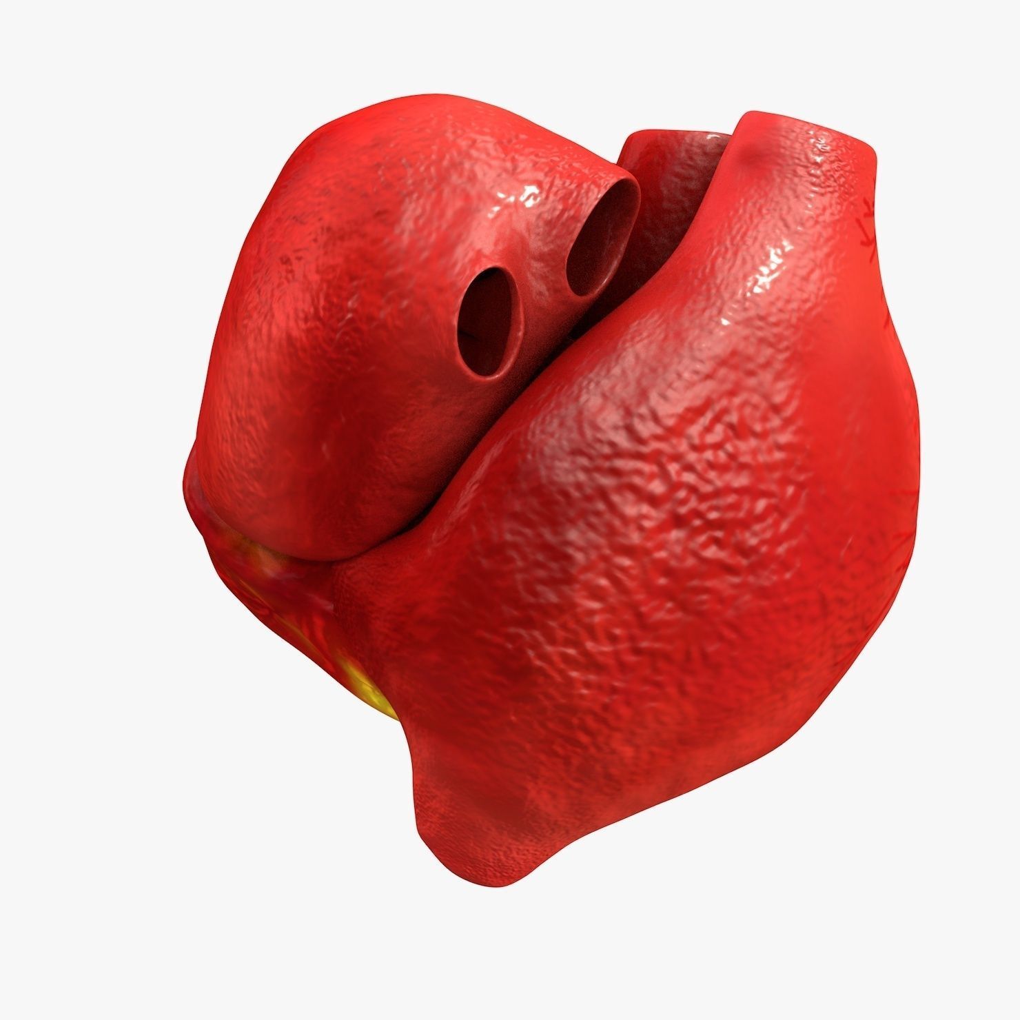 Animated Realistic Human Heart - Medically Accurate Low-poly 3D model_19