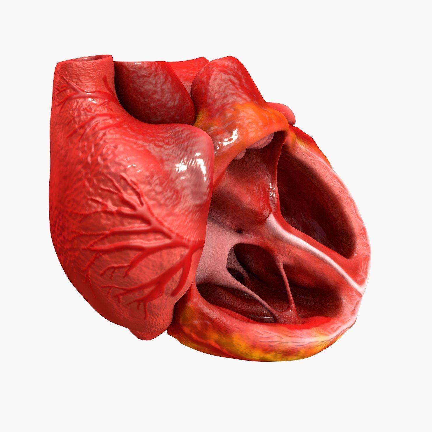 Animated Realistic Human Heart - Medically Accurate Low-poly 3D model_12