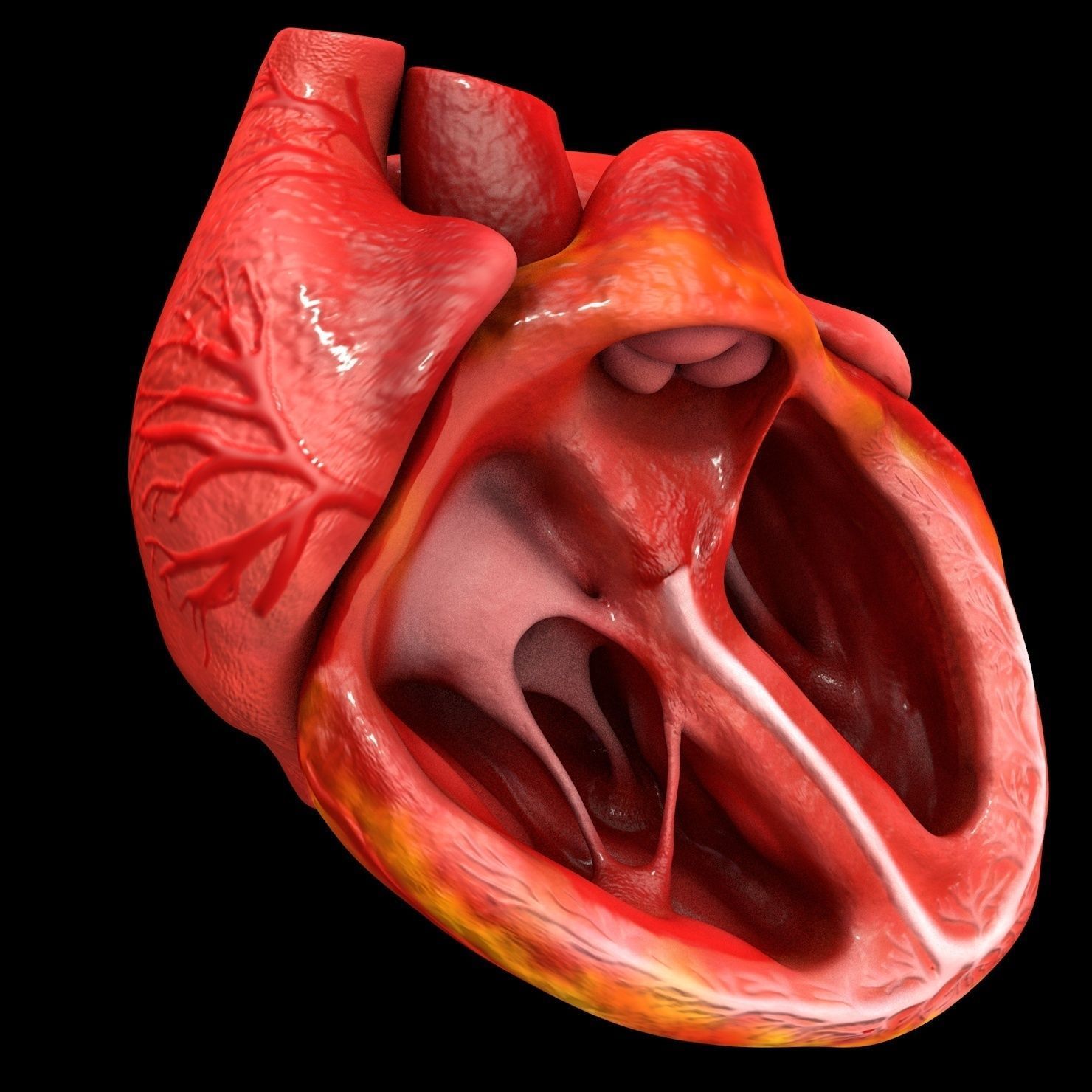 Animated Realistic Human Heart - Medically Accurate Low-poly 3D model_2