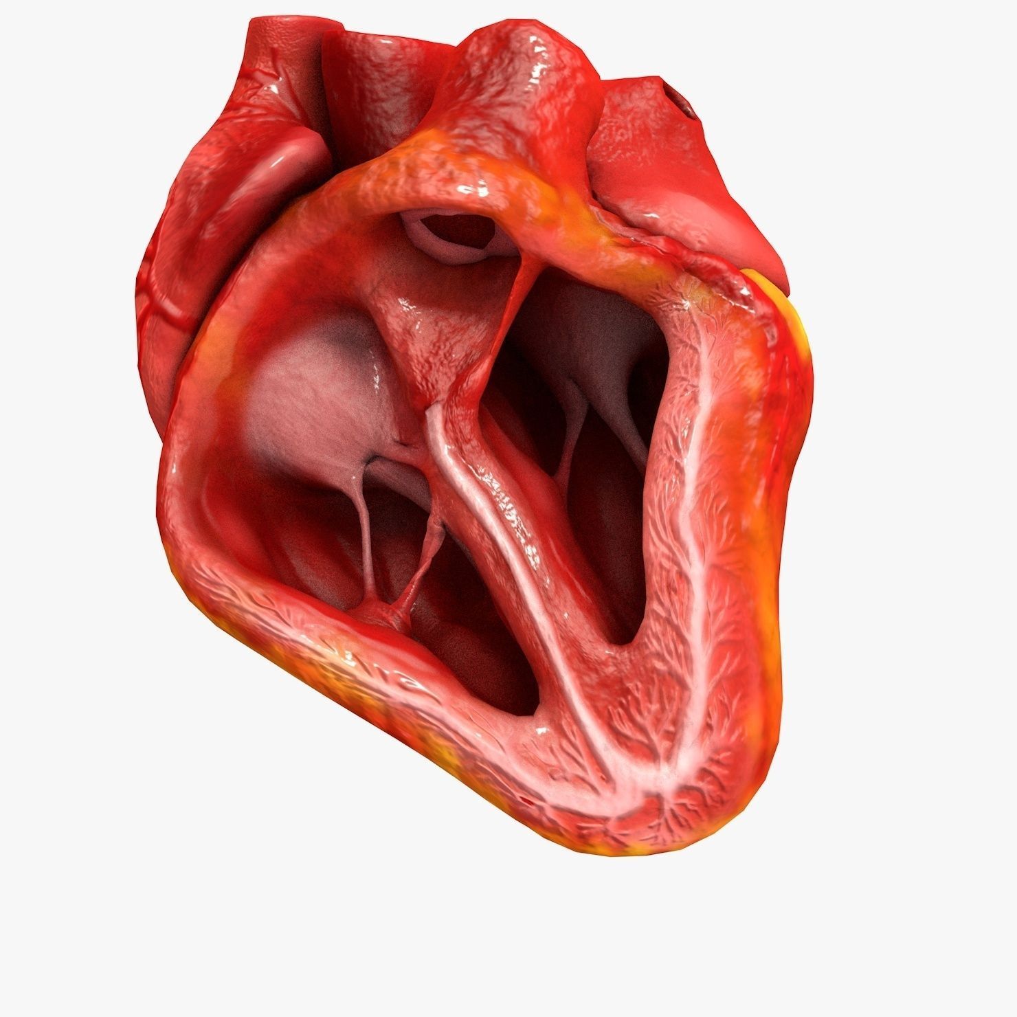 Animated Realistic Human Heart - Medically Accurate Low-poly 3D model_57