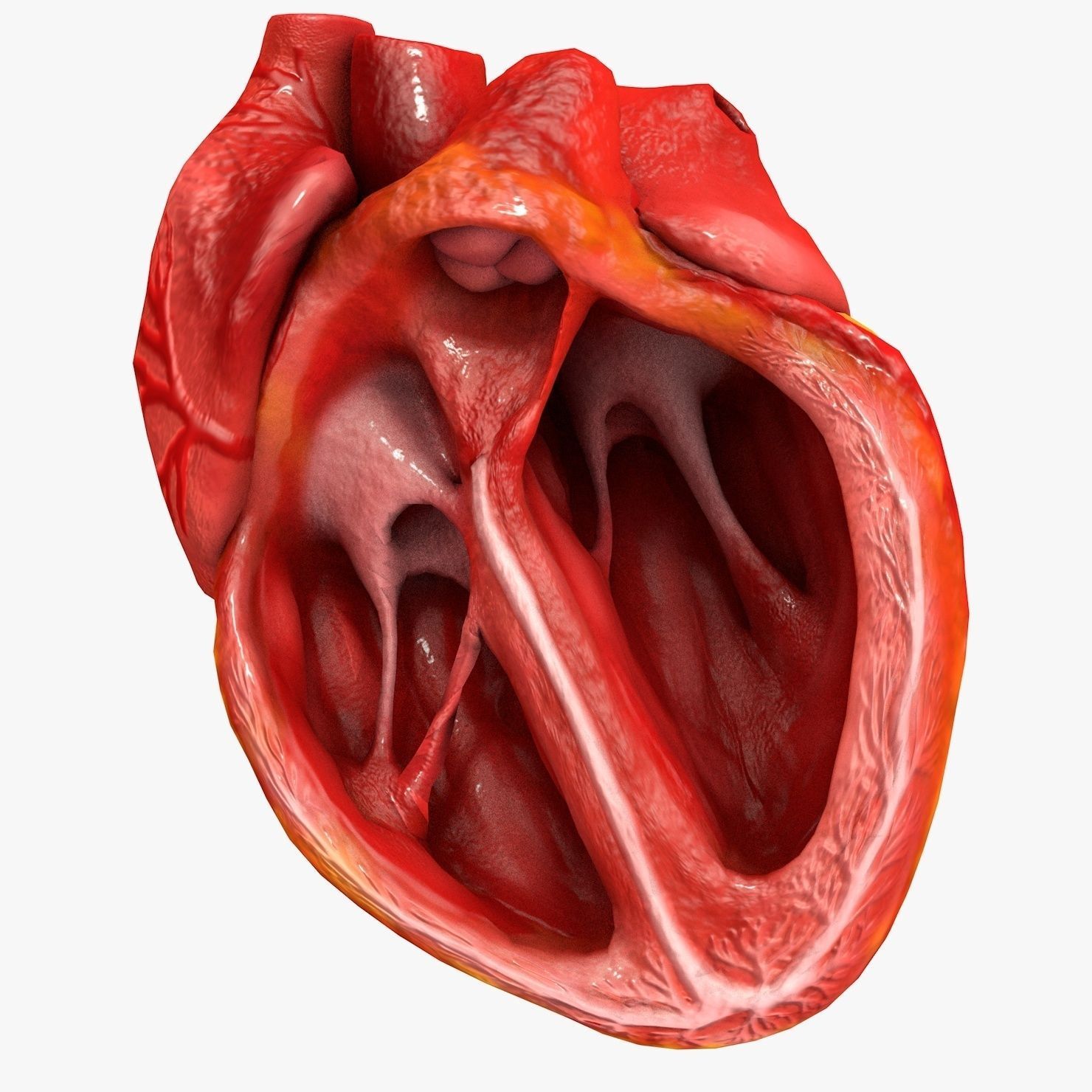 Animated Realistic Human Heart - Medically Accurate Low-poly 3D model_49