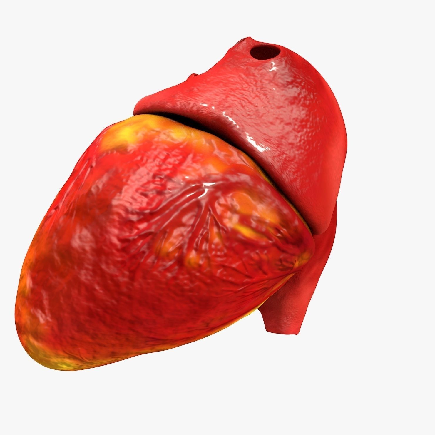 Animated Realistic Human Heart - Medically Accurate Low-poly 3D model_29