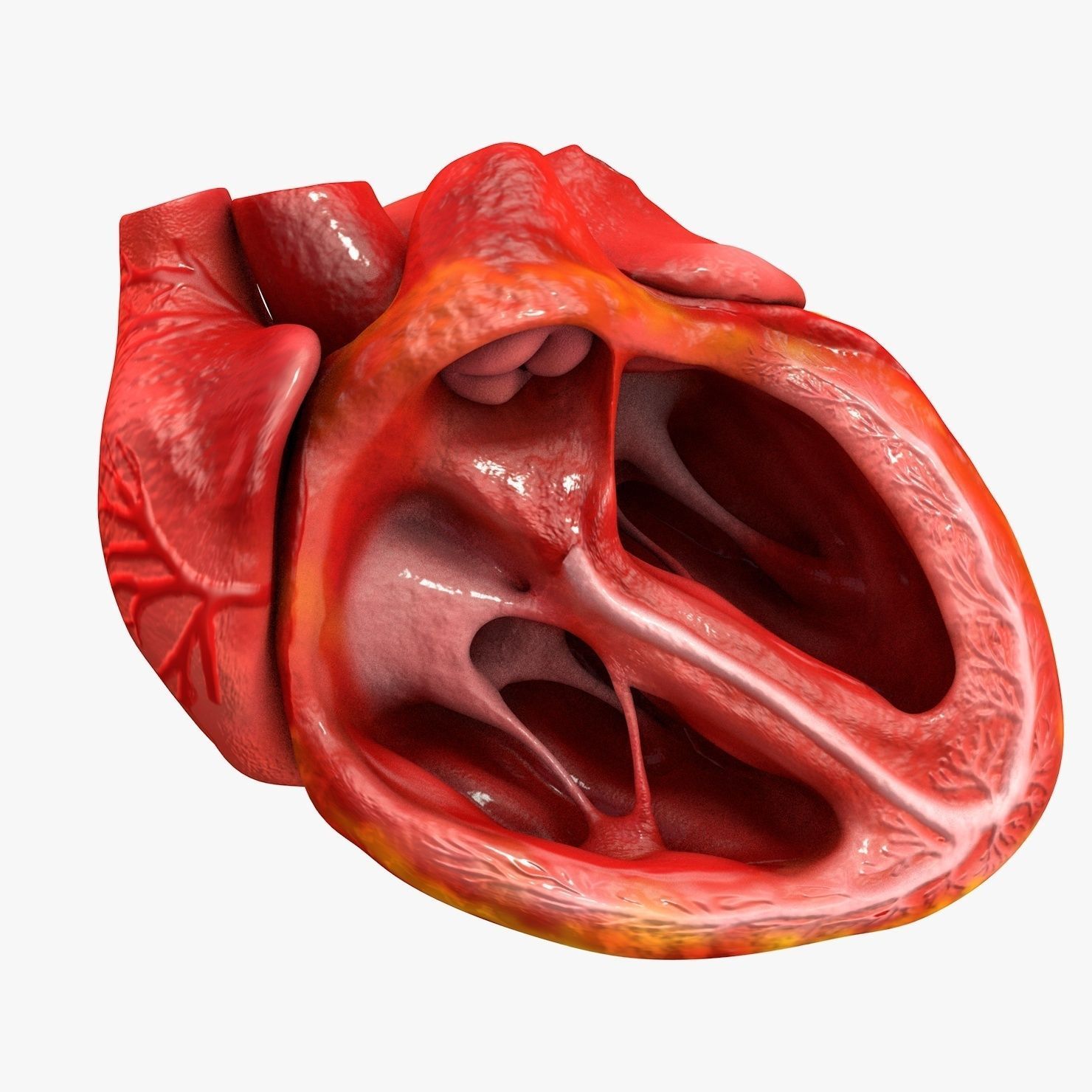 Animated Realistic Human Heart - Medically Accurate Low-poly 3D model_41